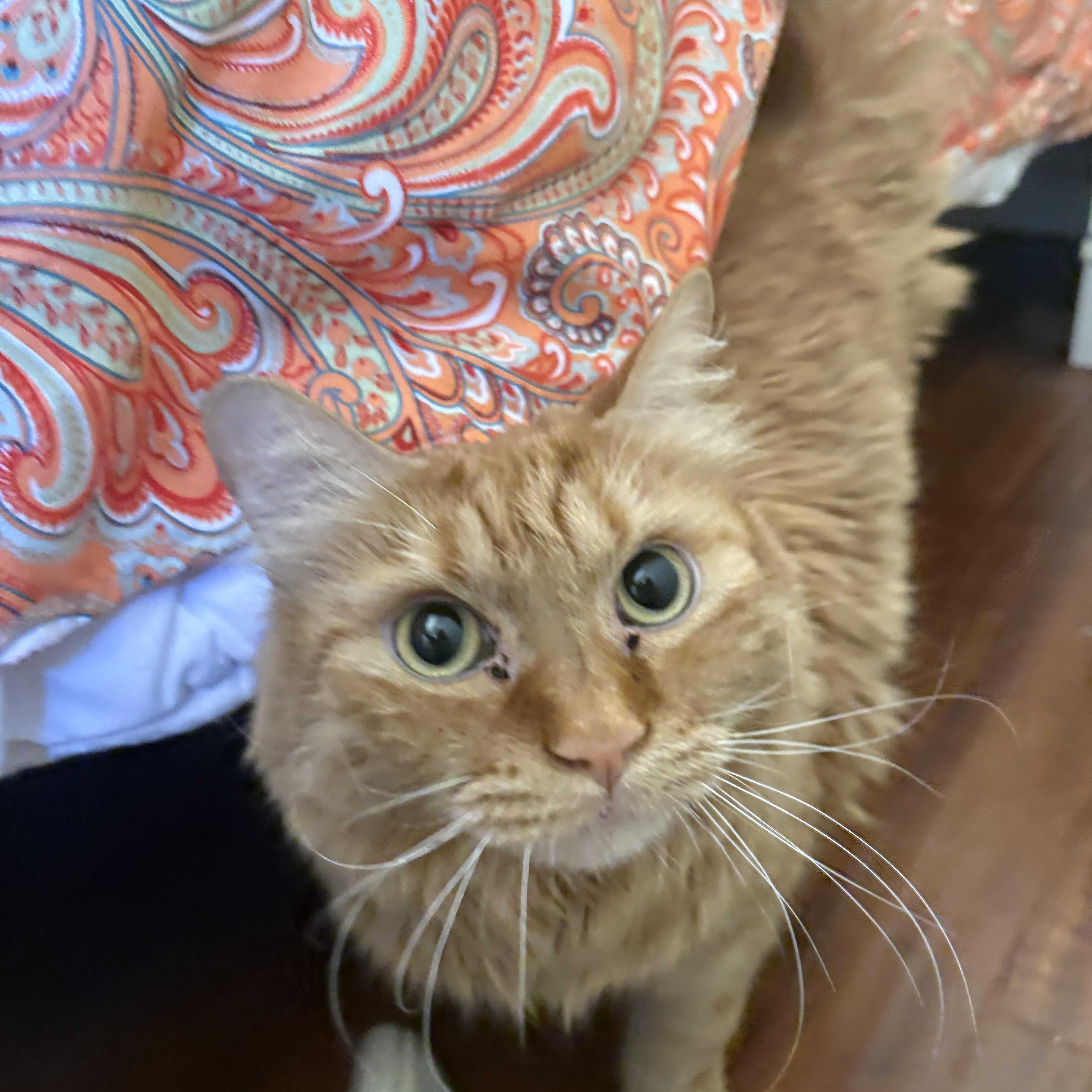Enlarge Sophie, a Adoptable Domestic Medium Hair in queen creek, AZ image 2/4