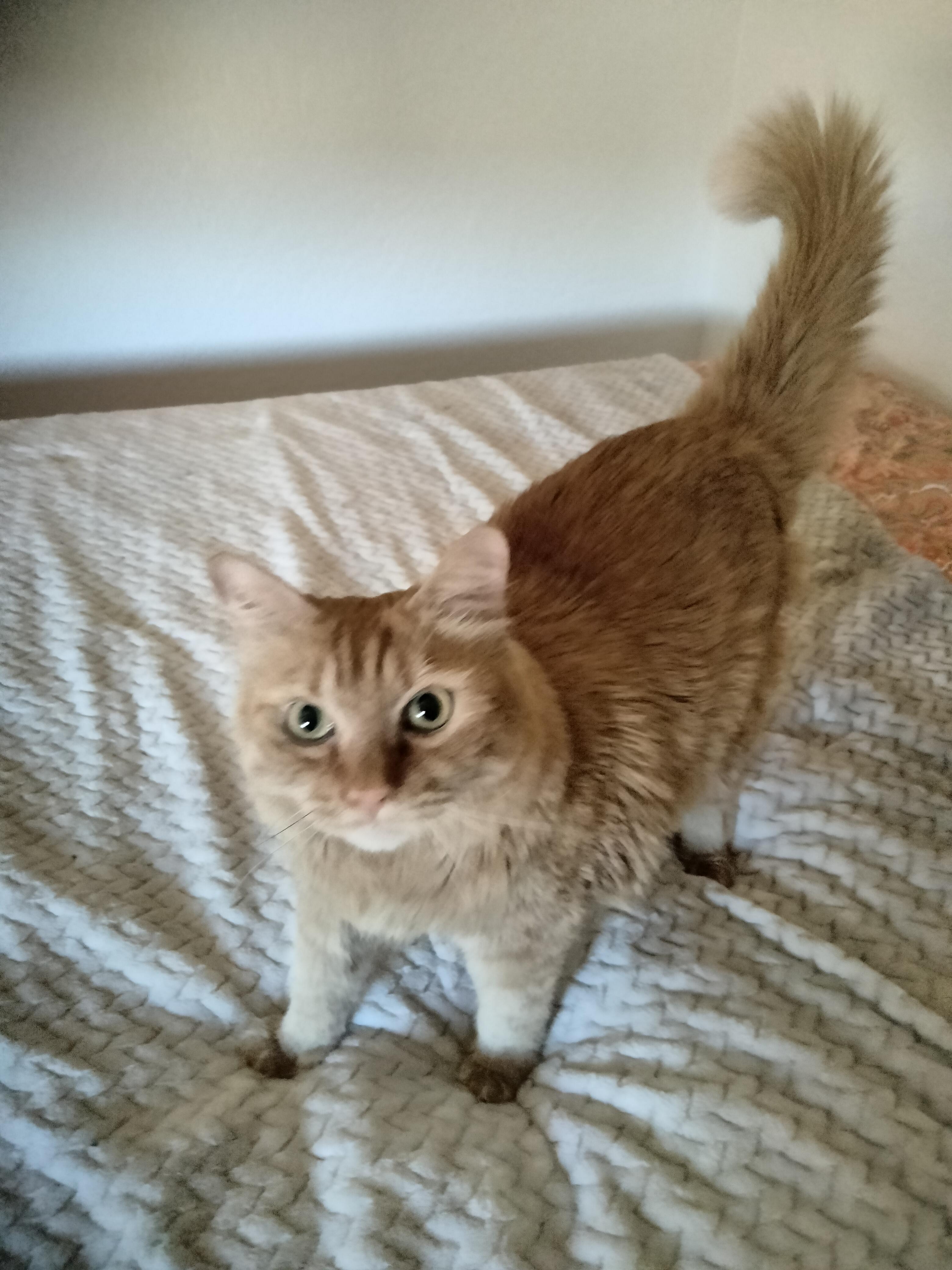 Sophie, Adoptable, Adult Female Domestic Medium Hair.