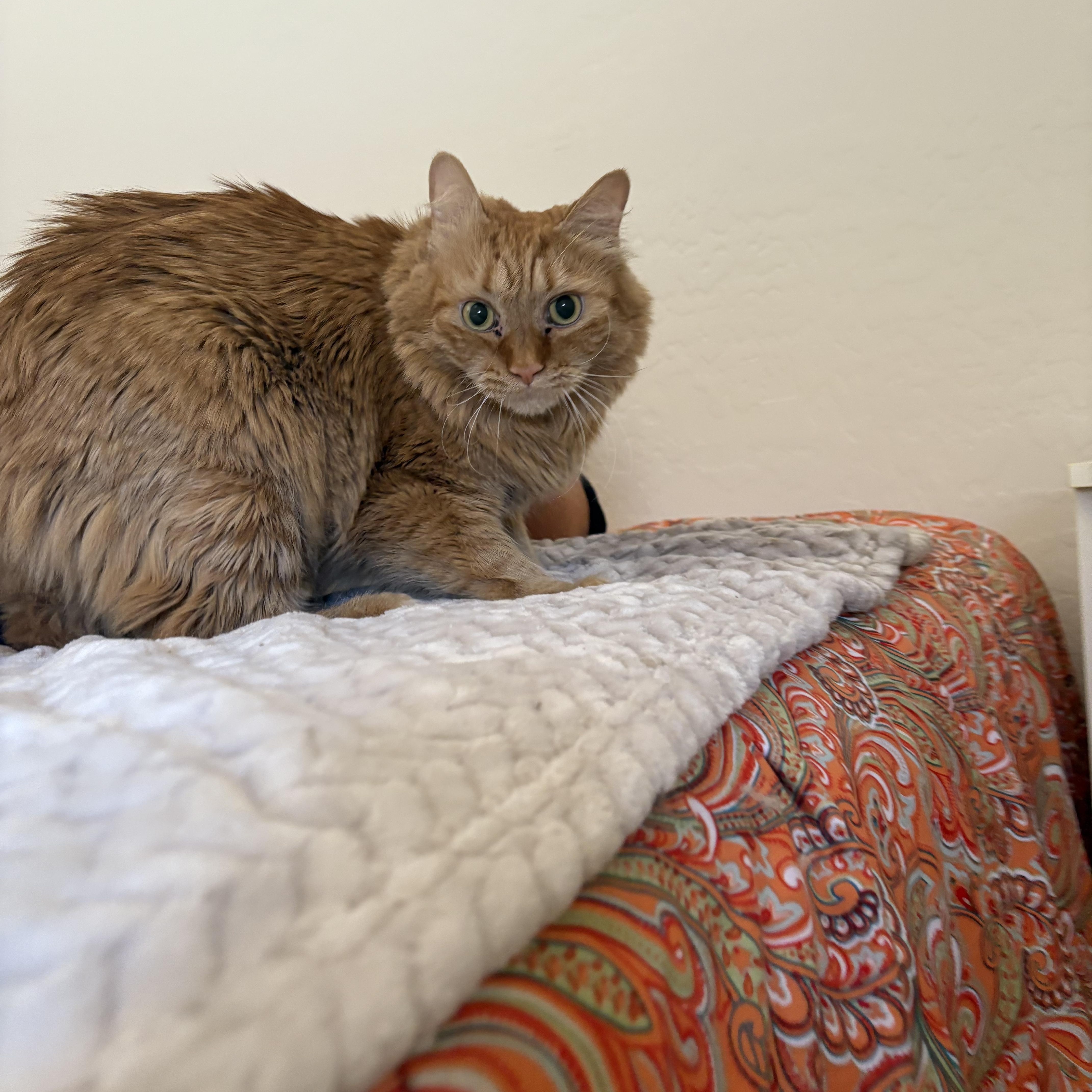 Sophie, Adoptable, Adult Female Domestic Medium Hair.