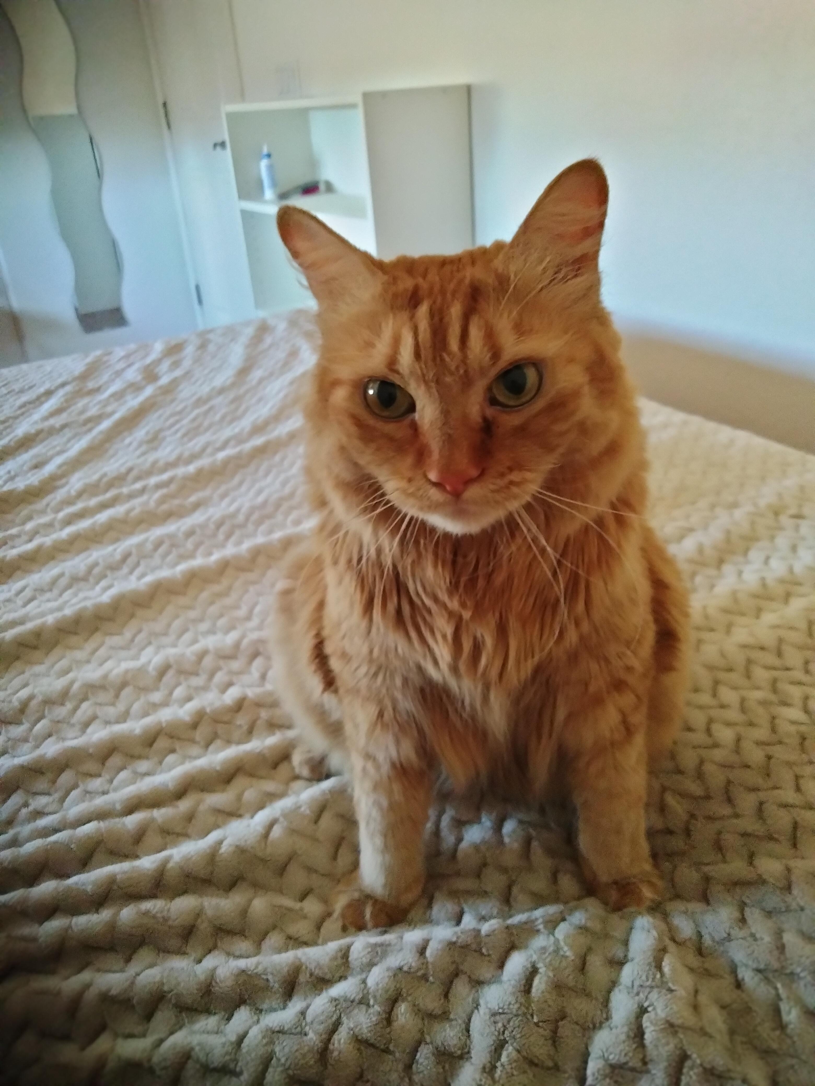 Enlarge Sophie, a Adoptable Domestic Medium Hair in queen creek, AZ image 4/4