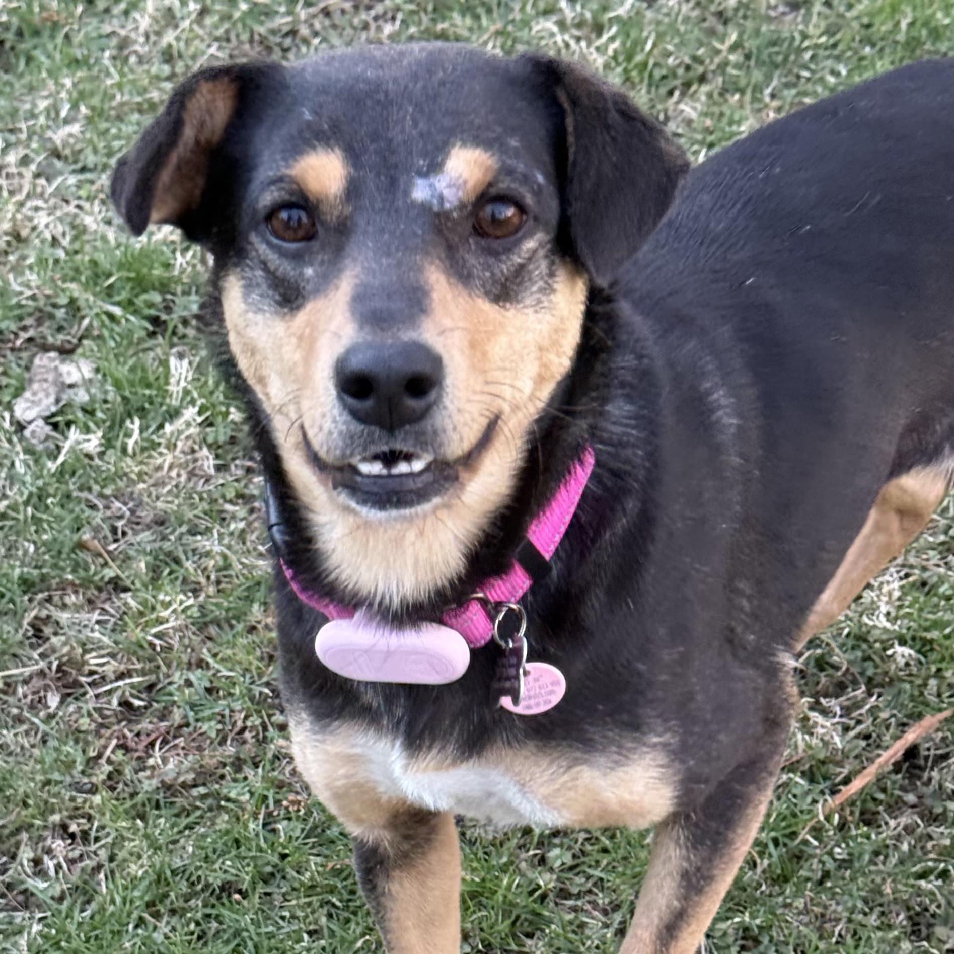 Enlarge Rooney, an adoptable mixed breed in Itasca, IL image 1/3