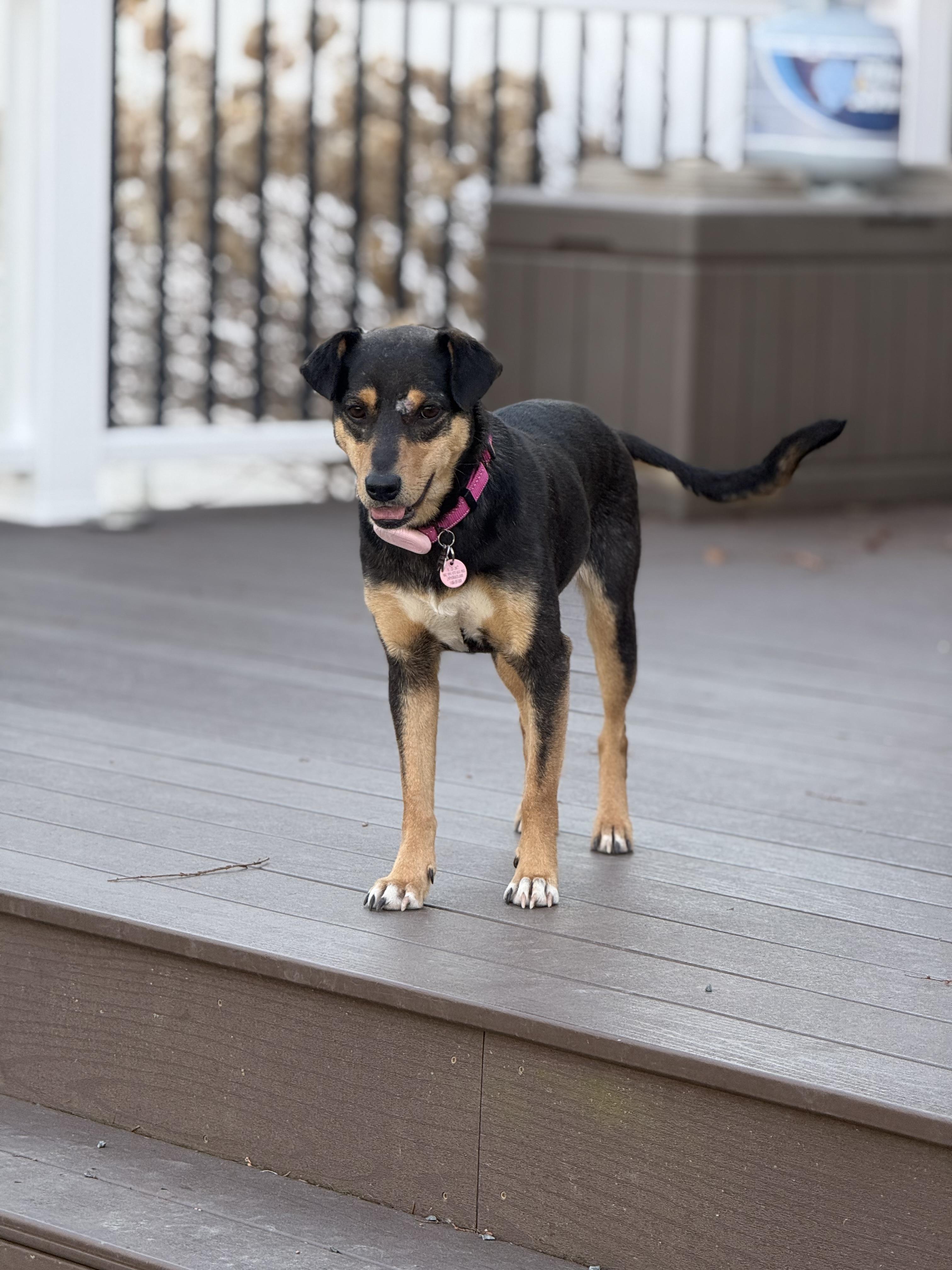 Enlarge Rooney, an adoptable mixed breed in Itasca, IL image 3/3