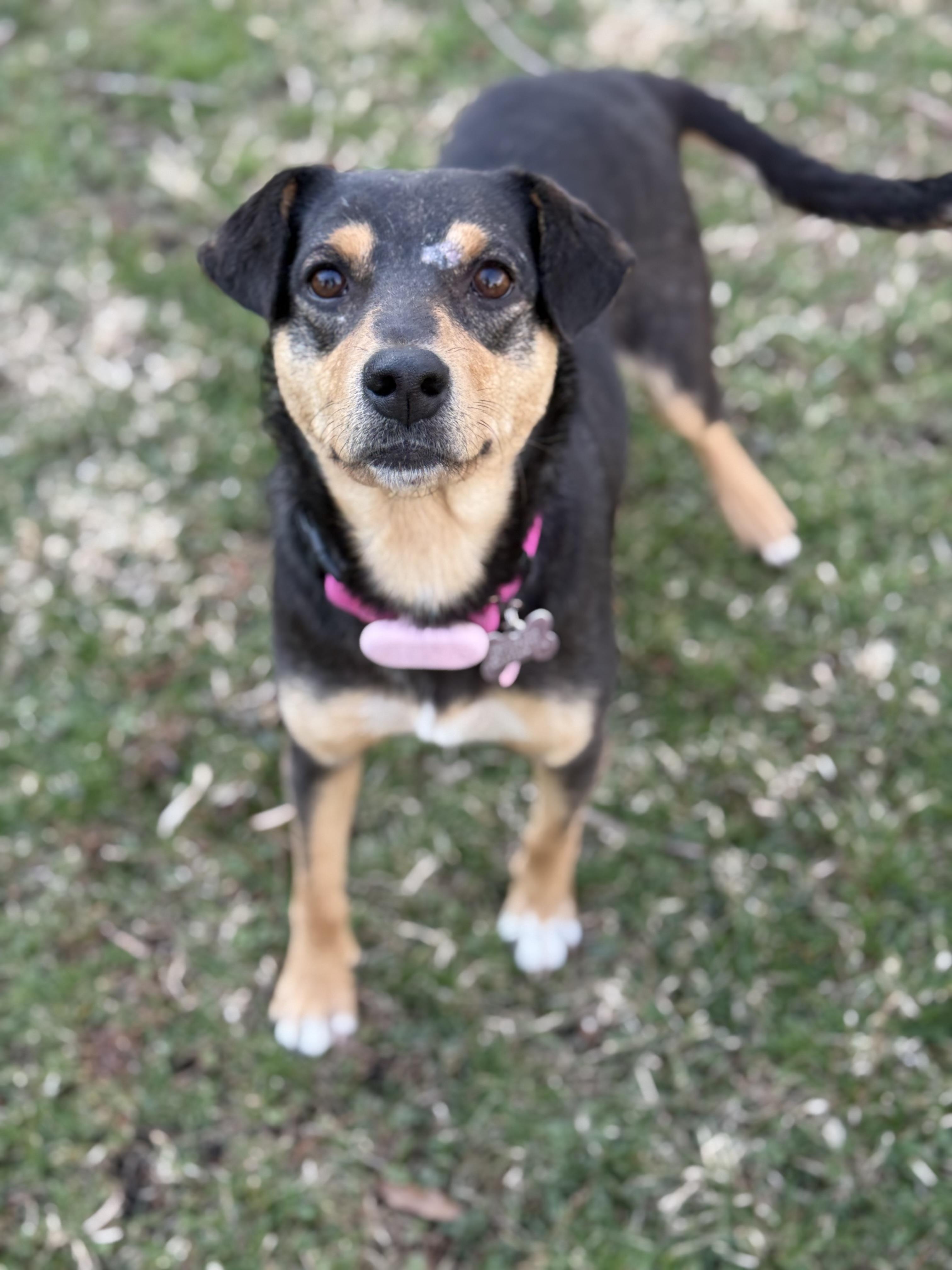 Enlarge Rooney, an adoptable mixed breed in Itasca, IL image 2/3