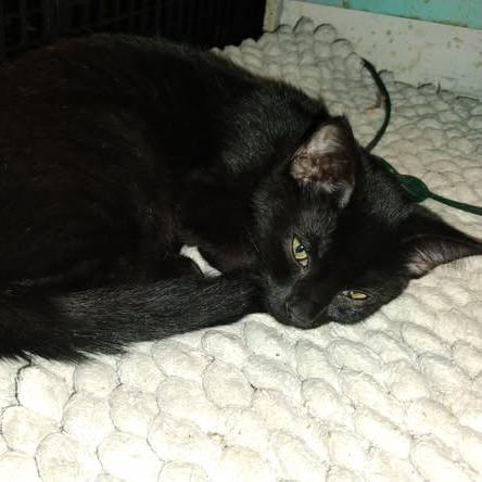 Little Bear, a Adoptable Domestic Short Hair in Charlottesville, VA image 1/6