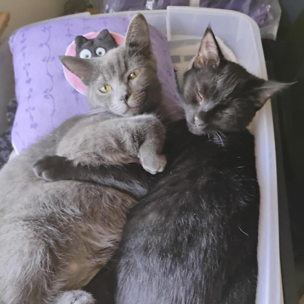 Little Bear, a Adoptable Domestic Short Hair in Charlottesville, VA image 2/6