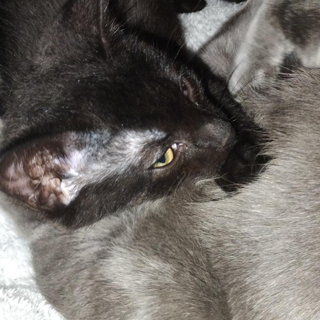 Little Bear, Adoptable, Kitten Male Domestic Short Hair.