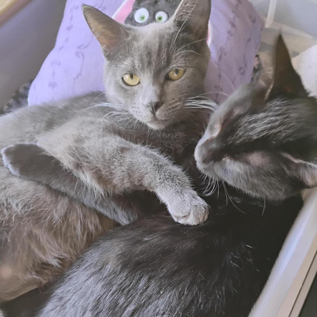 Little Bear, a Adoptable Domestic Short Hair in Charlottesville, VA image 5/6