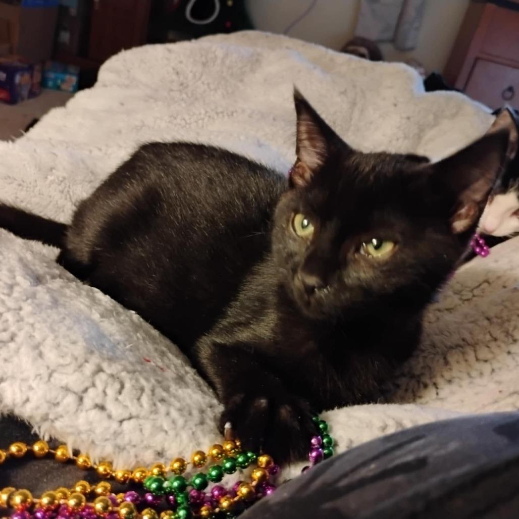Little Bear, a Adoptable Domestic Short Hair in Charlottesville, VA image 6/6