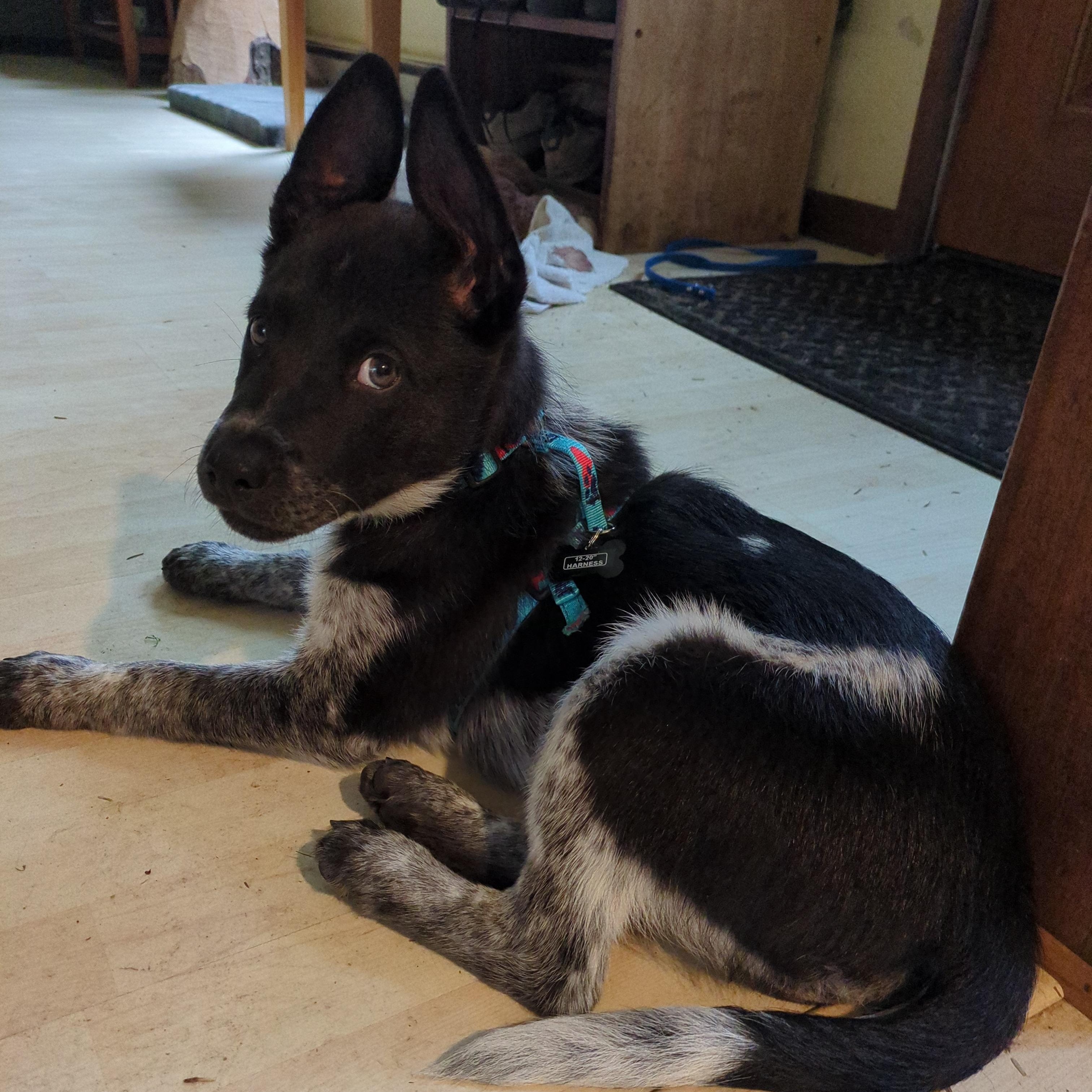 Jack (Newport, OR), Adoptable, Young Male Australian Cattle Dog / Blue Heeler & Cattle Dog.