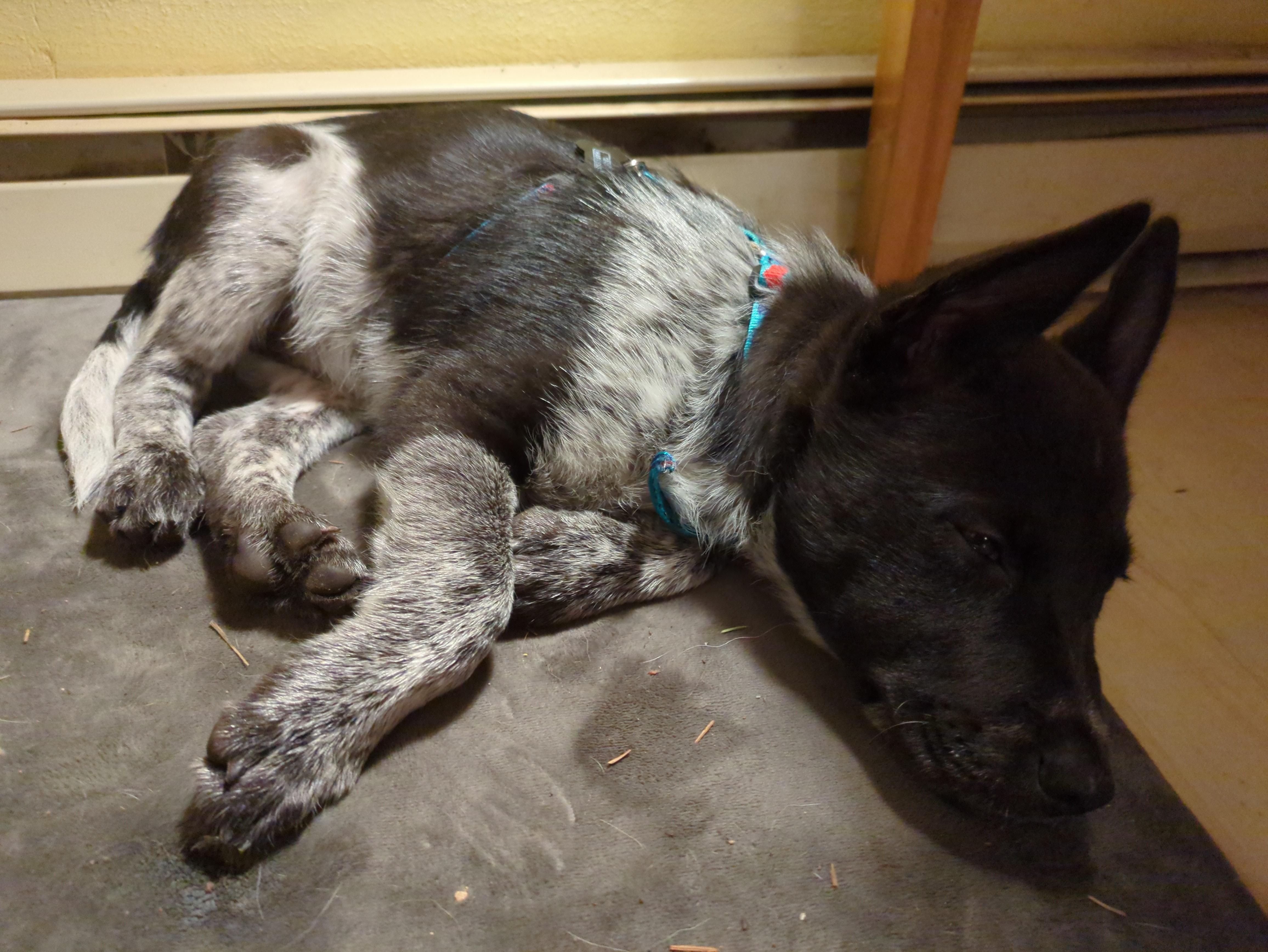 Enlarge Jack (Newport, OR), a Adoptable mixed breed in Mount Vernon, WA image 2/5