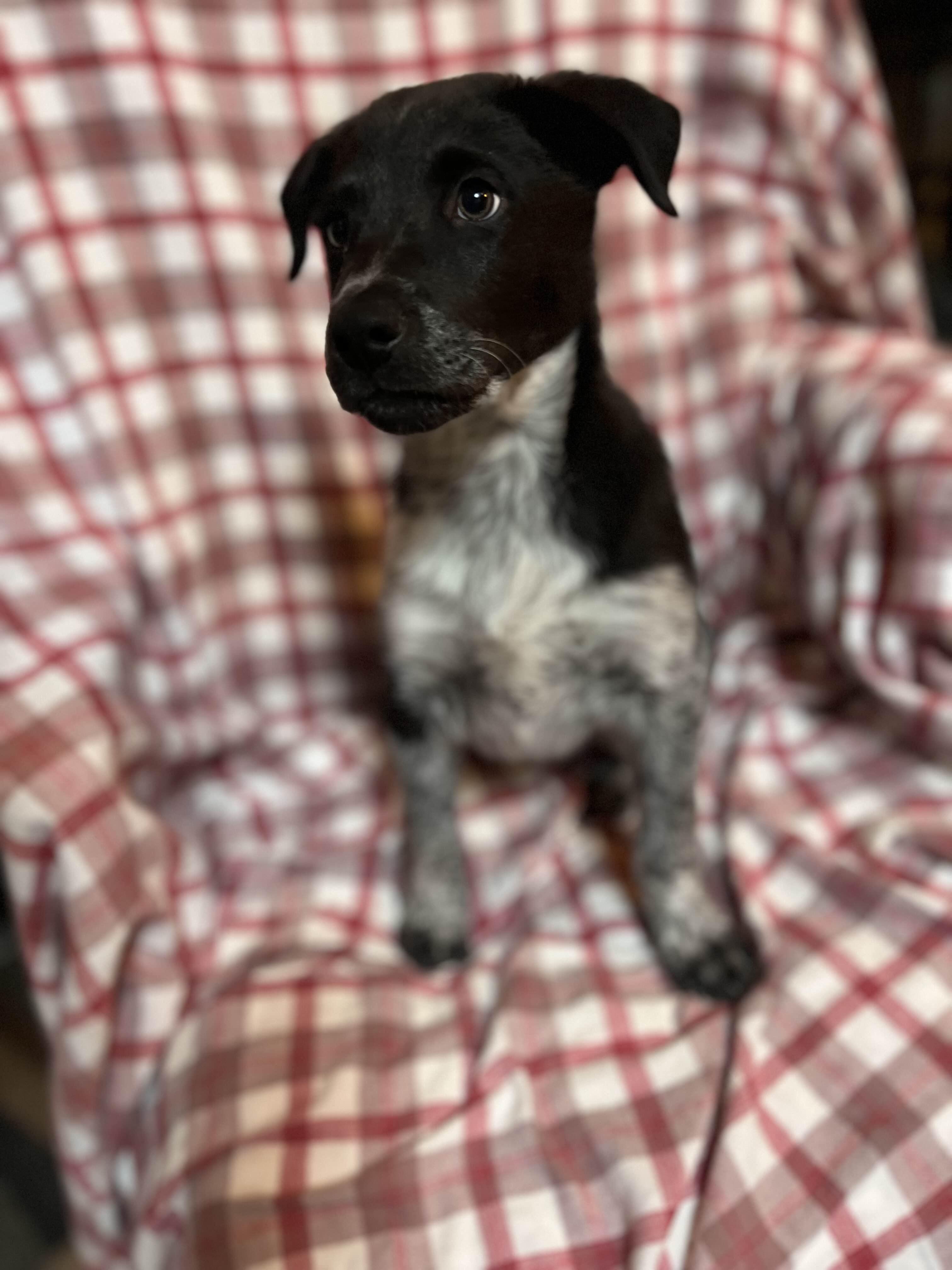 Enlarge Jack (Newport, OR), a Adoptable mixed breed in Mount Vernon, WA image 3/5