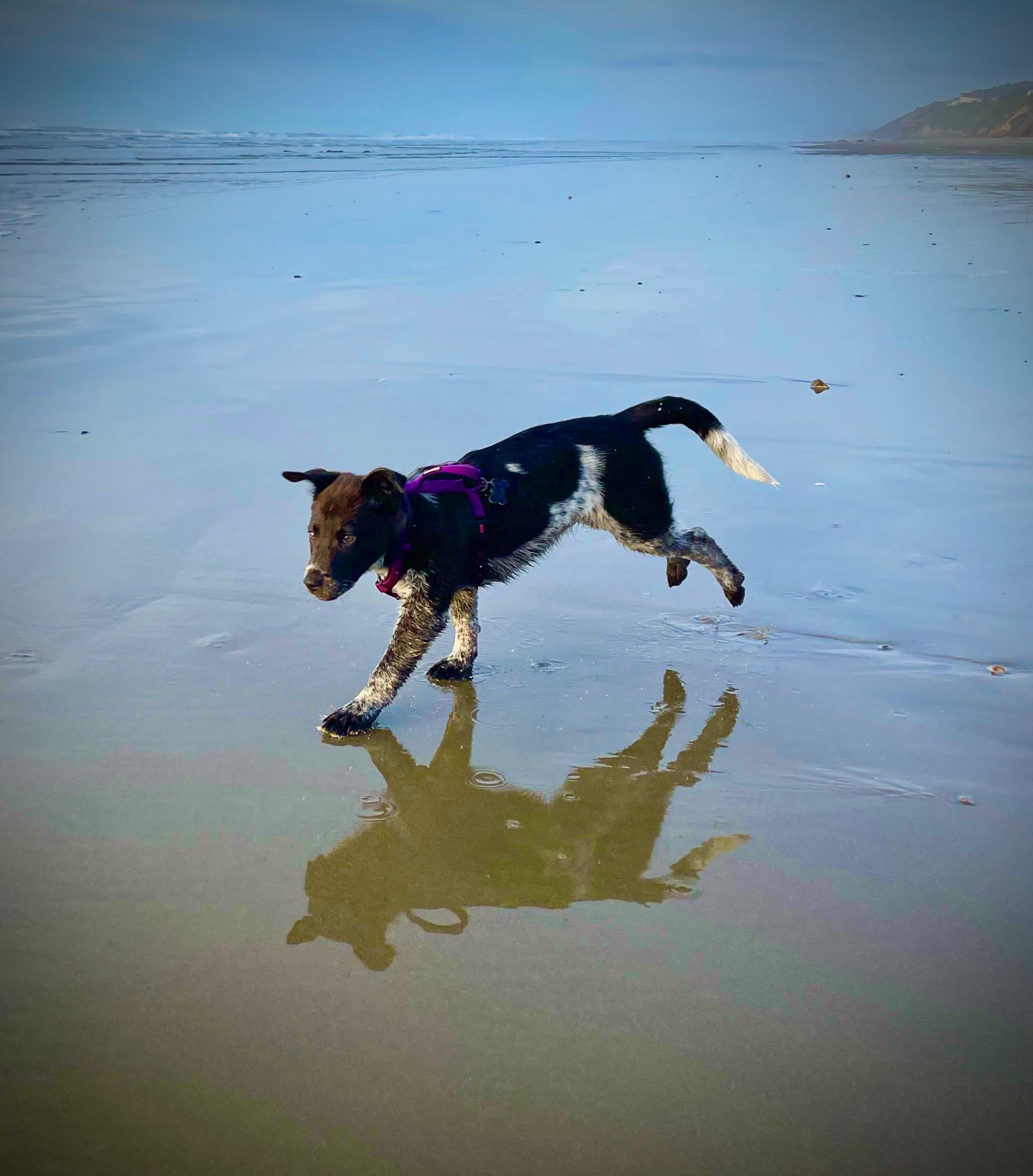 Enlarge Jack (Newport, OR), a Adoptable mixed breed in Mount Vernon, WA image 4/5