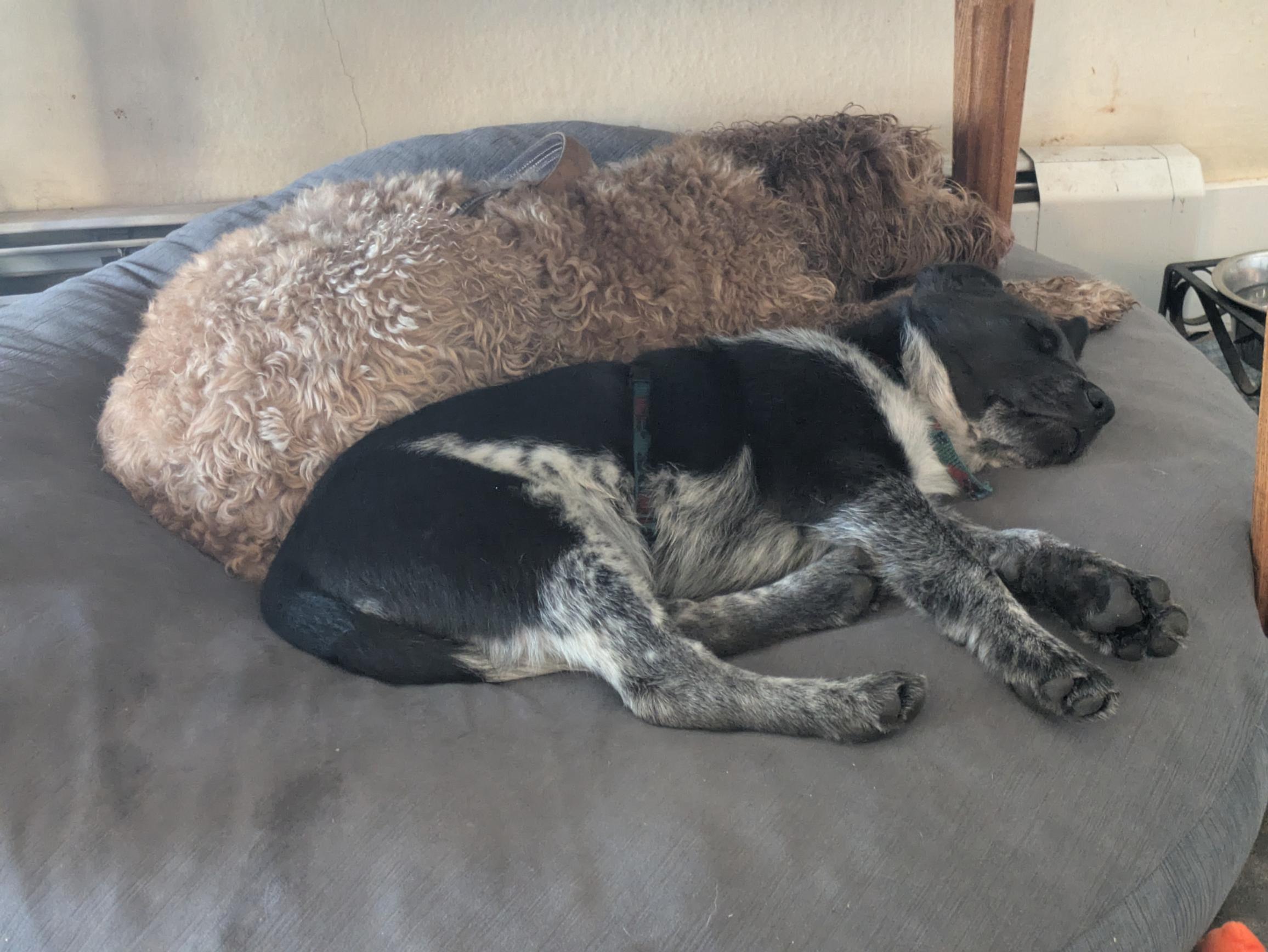 Enlarge Jack (Newport, OR), a Adoptable mixed breed in Mount Vernon, WA image 5/5