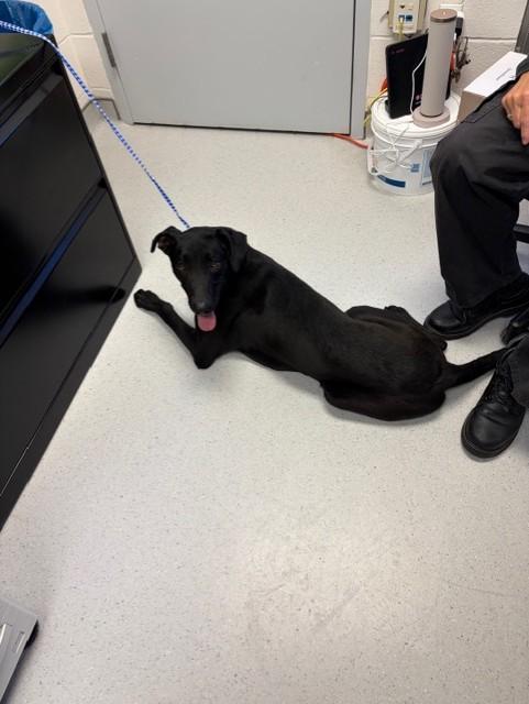 Enlarge Diamond, an adoptable Labrador Retriever in Allen, TX image 1/1