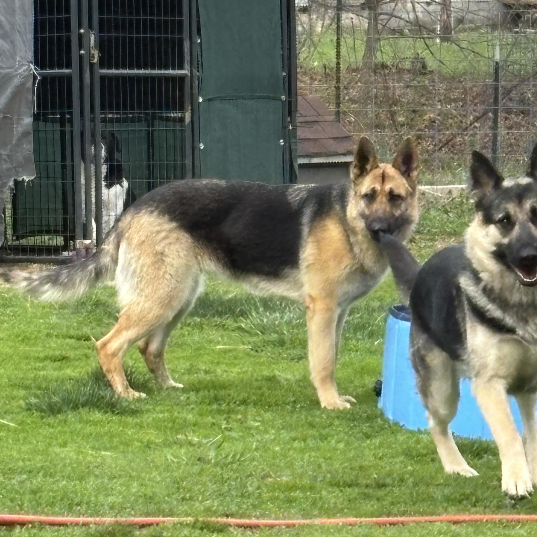 Enlarge Rowan, a ADOPTABLE German Shepherd Dog in Lucasville, OH image 3/3