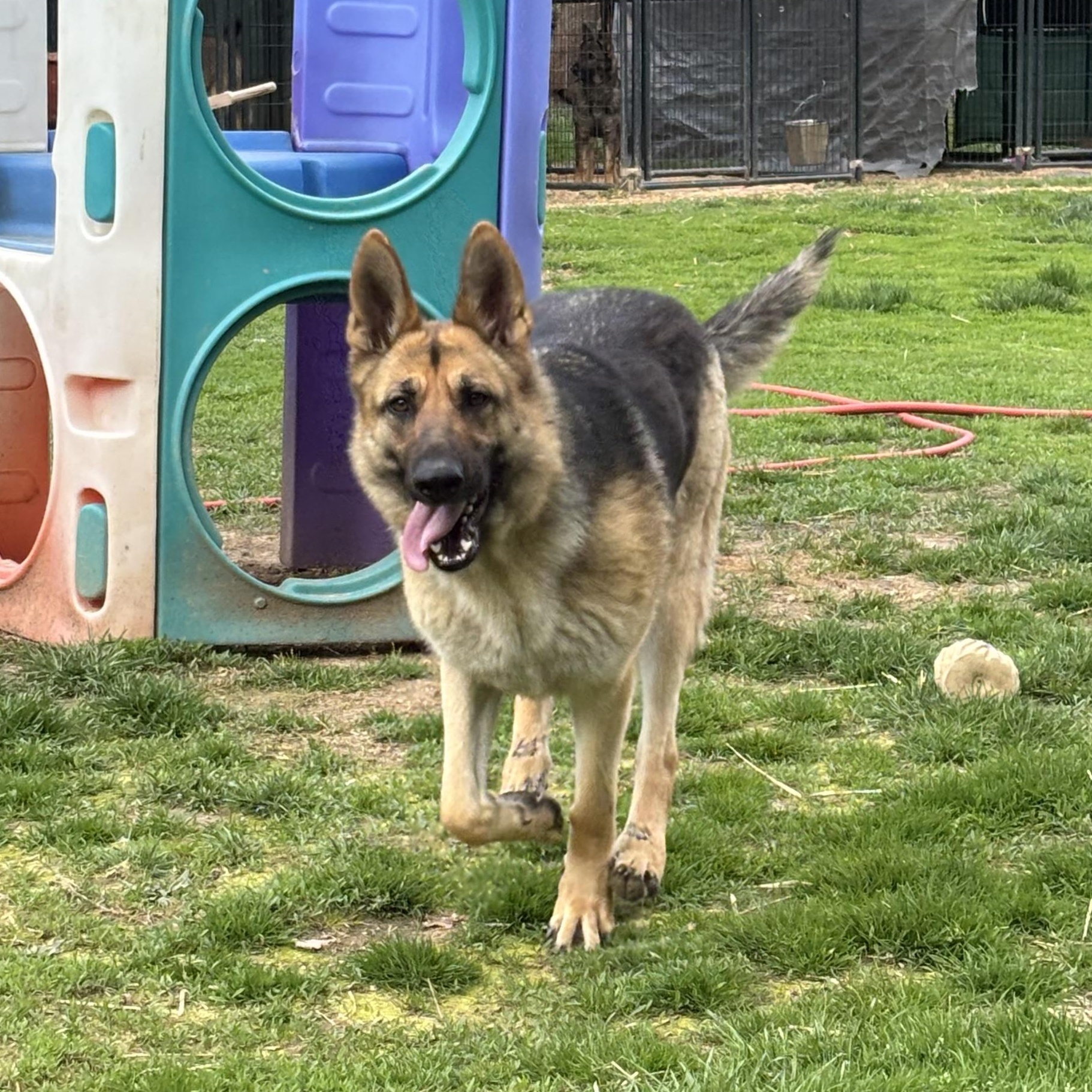 Enlarge Rowan, a ADOPTABLE German Shepherd Dog in Lucasville, OH image 2/3