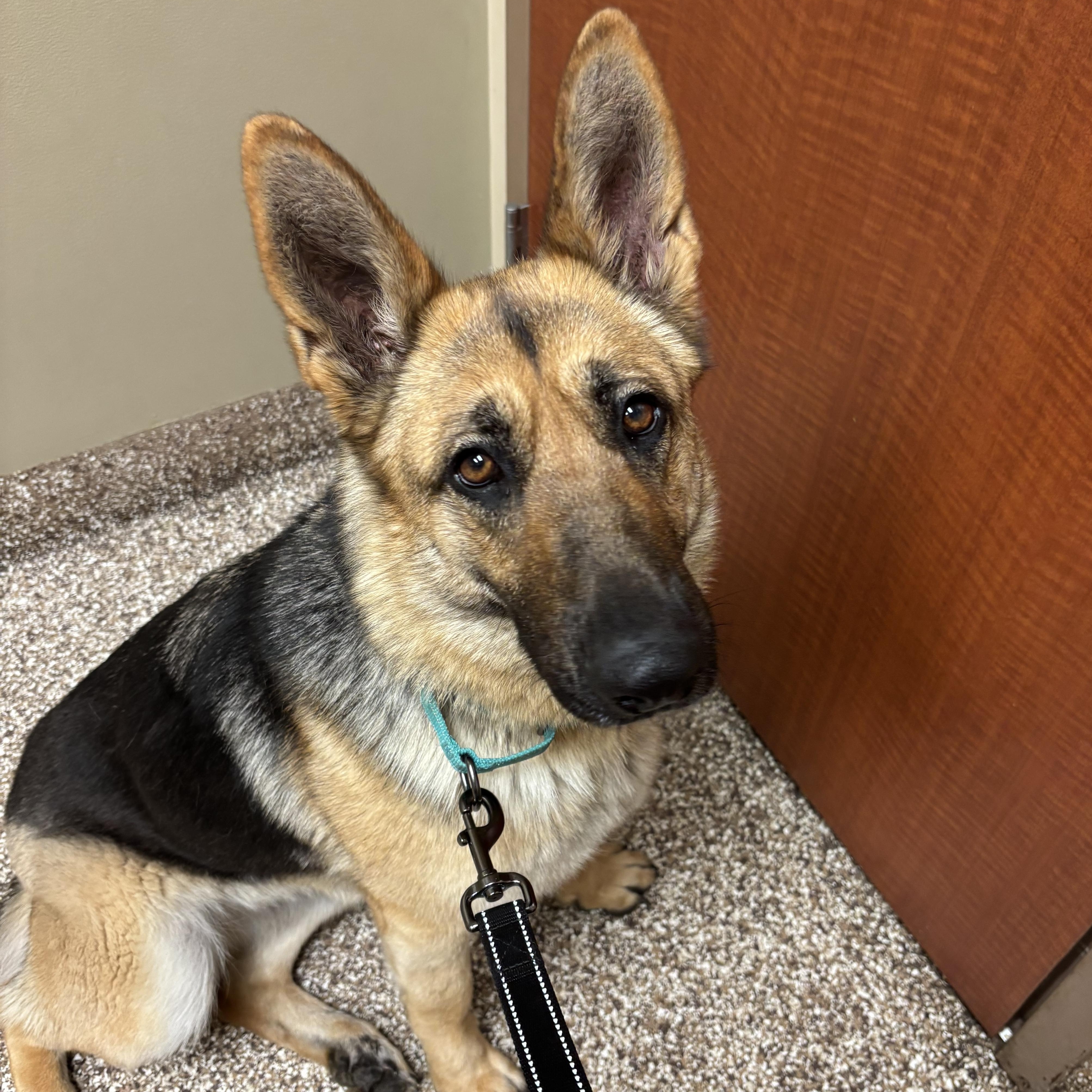 Enlarge Rowan, a ADOPTABLE German Shepherd Dog in Lucasville, OH image 1/3