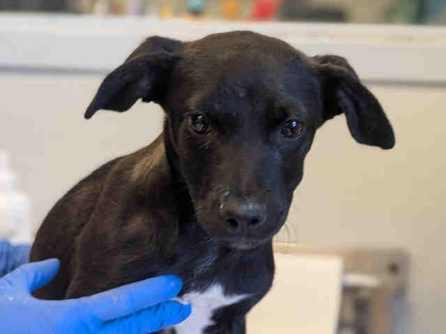 Enlarge LASAGNA, a Adoptable mixed breed in Bonita, CA image 1/1