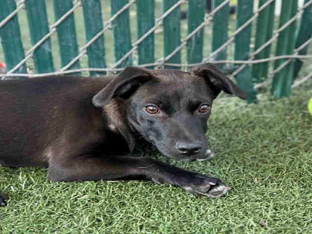 Enlarge LASAGNA, a Adoptable mixed breed in Bonita, CA image 1/1