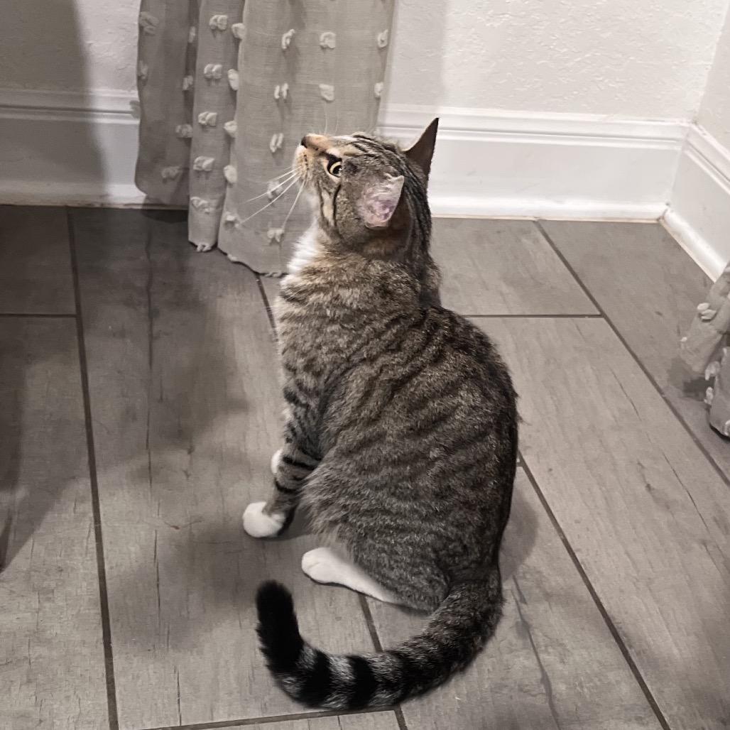 Noodle Kadoodle, Adoptable, Young Female Domestic Short Hair.