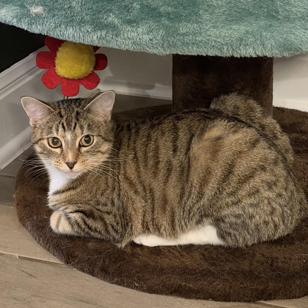 Enlarge Noodle Kadoodle, a Adoptable Domestic Short Hair in Boerne, TX image 2/6