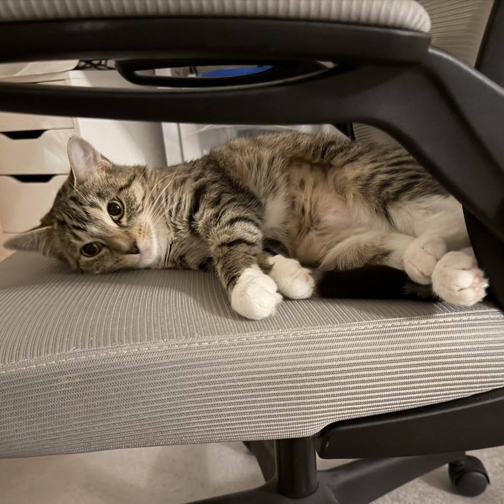 Enlarge Noodle Kadoodle, a Adoptable Domestic Short Hair in Boerne, TX image 4/6