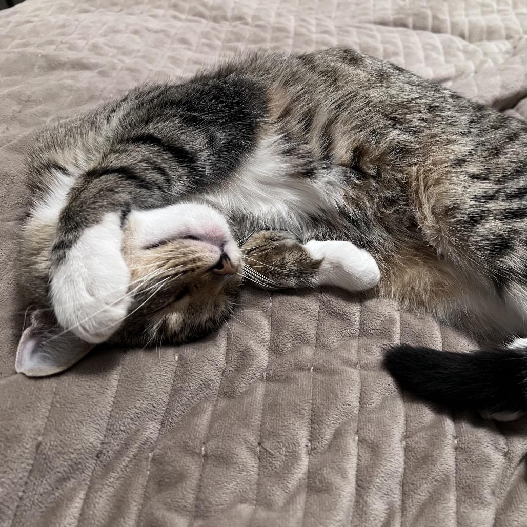 Enlarge Noodle Kadoodle, a Adoptable Domestic Short Hair in Boerne, TX image 5/6