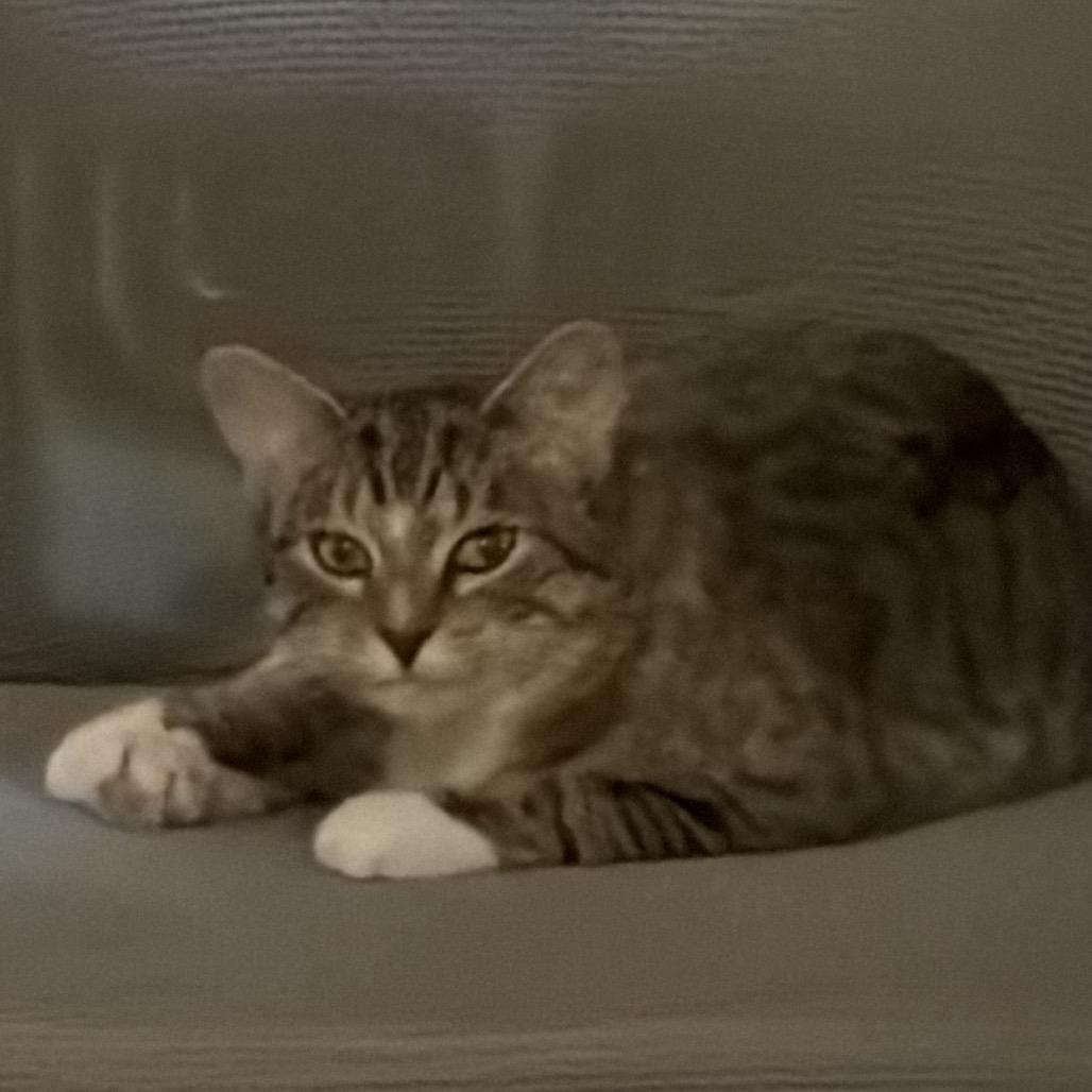 Enlarge Noodle Kadoodle, a Adoptable Domestic Short Hair in Boerne, TX image 6/6