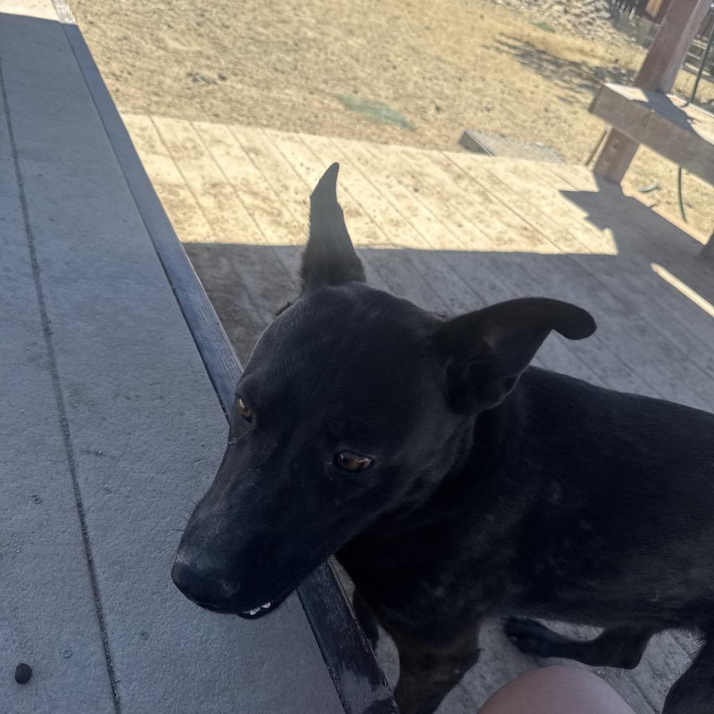 Lacey, Adoptable, Adult Female Labrador Retriever & Pit Bull Terrier.