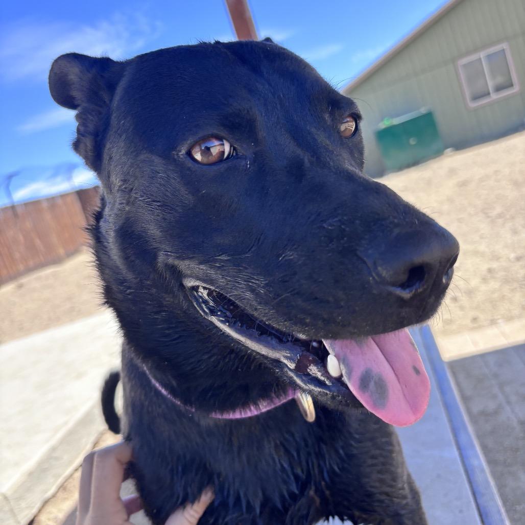 Enlarge Lacey, a Adoptable mixed breed in Stagecoach, NV image 2/5