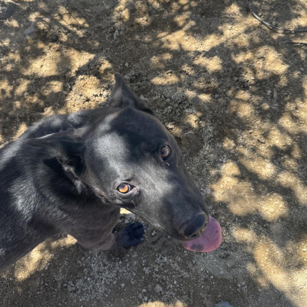 Enlarge Lacey, a Adoptable mixed breed in Stagecoach, NV image 3/5