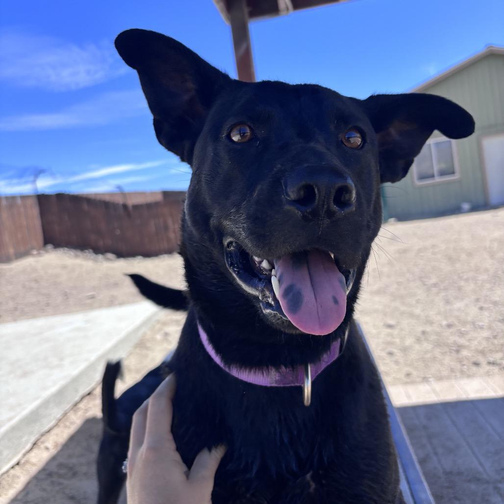 Enlarge Lacey, a Adoptable mixed breed in Stagecoach, NV image 4/5