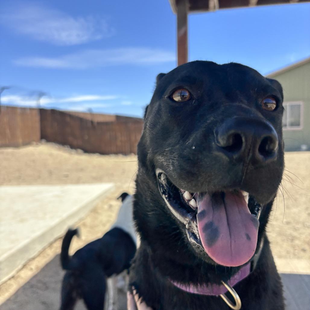 Enlarge Lacey, a Adoptable mixed breed in Stagecoach, NV image 5/5