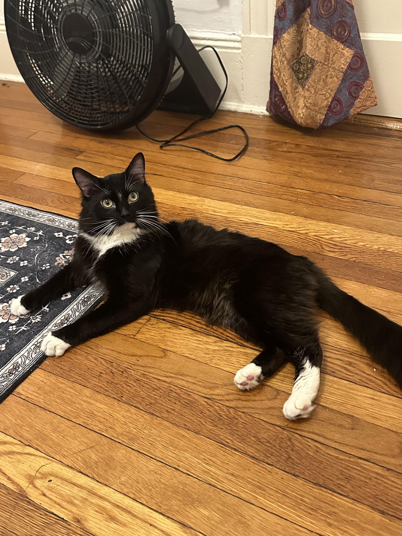 Enlarge Merlin, a Adopted Domestic Medium Hair in Somerville, MA image 1/3