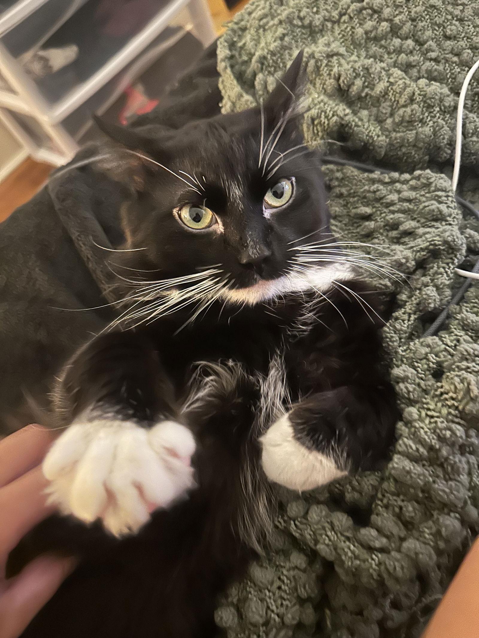 Merlin, Adopted, Young Male Domestic Medium Hair.