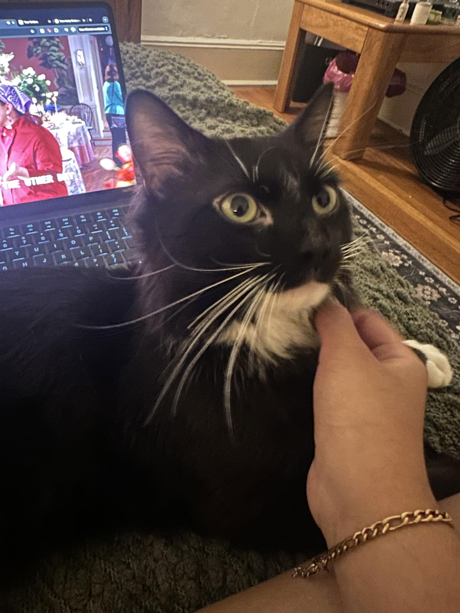 Enlarge Merlin, a Adopted Domestic Medium Hair in Somerville, MA image 3/3