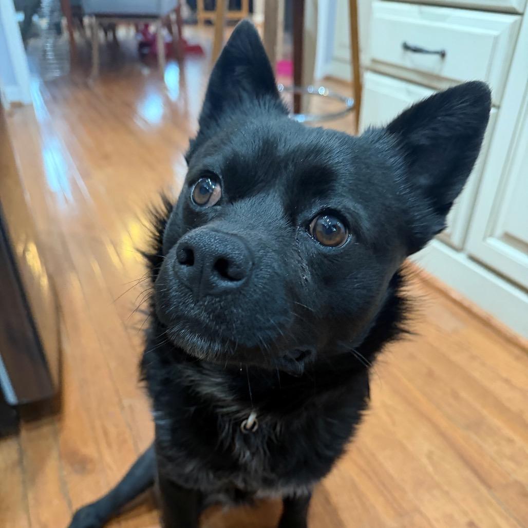 Ollie — thumbnail 2