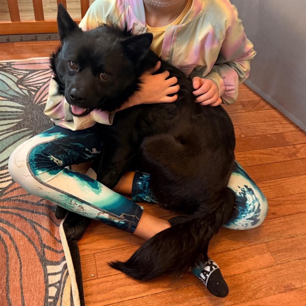 Ollie — thumbnail 3