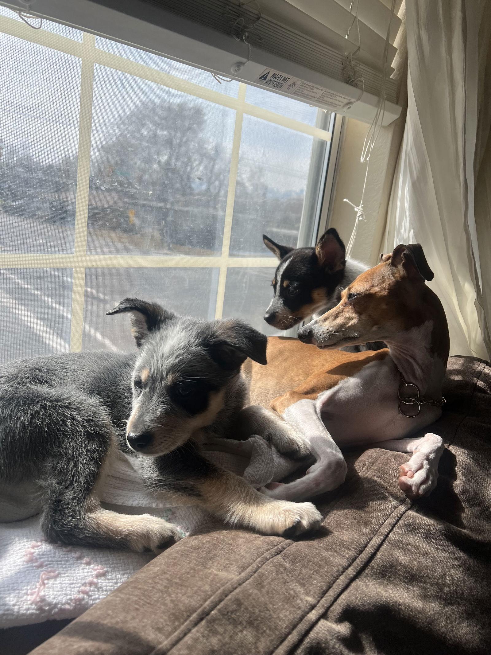 Baby Billy — thumbnail 3