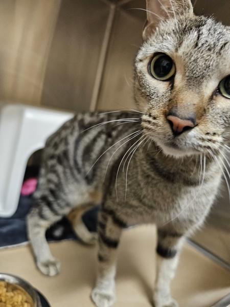 Enlarge Nirvana, a Adoptable mixed breed in Kennewick, WA image 1/1