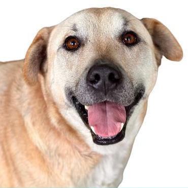 Todd, an adopted Retriever in Red Bluff, CA_image-1