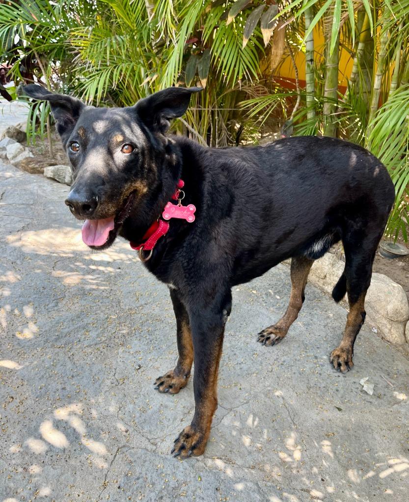 Enlarge Pancho, an adopted mixed breed in Corral del Risco, NAY image 2/4