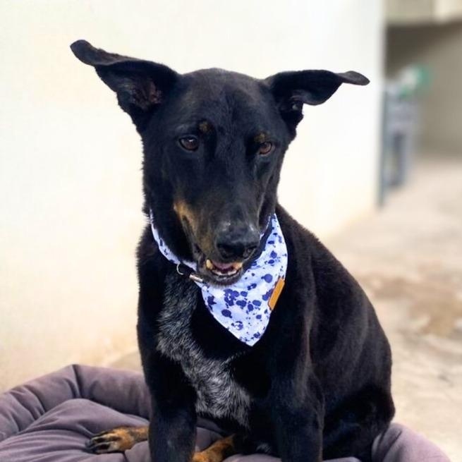 Pancho, adopted, Senior Male Shepherd & Mixed Breed.