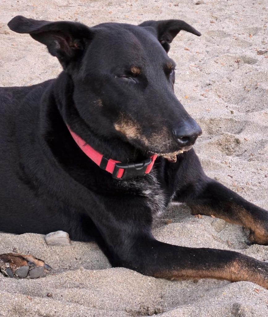 Enlarge Pancho, an adopted mixed breed in Corral del Risco, NAY image 3/4