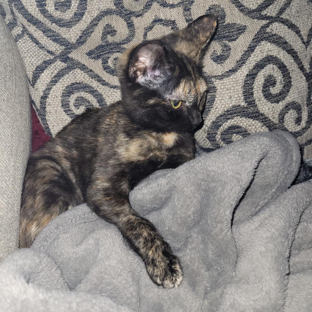 Turtle - Courtesy Listing, a Adoptable Domestic Short Hair in Los Alamitos, CA image 1/2