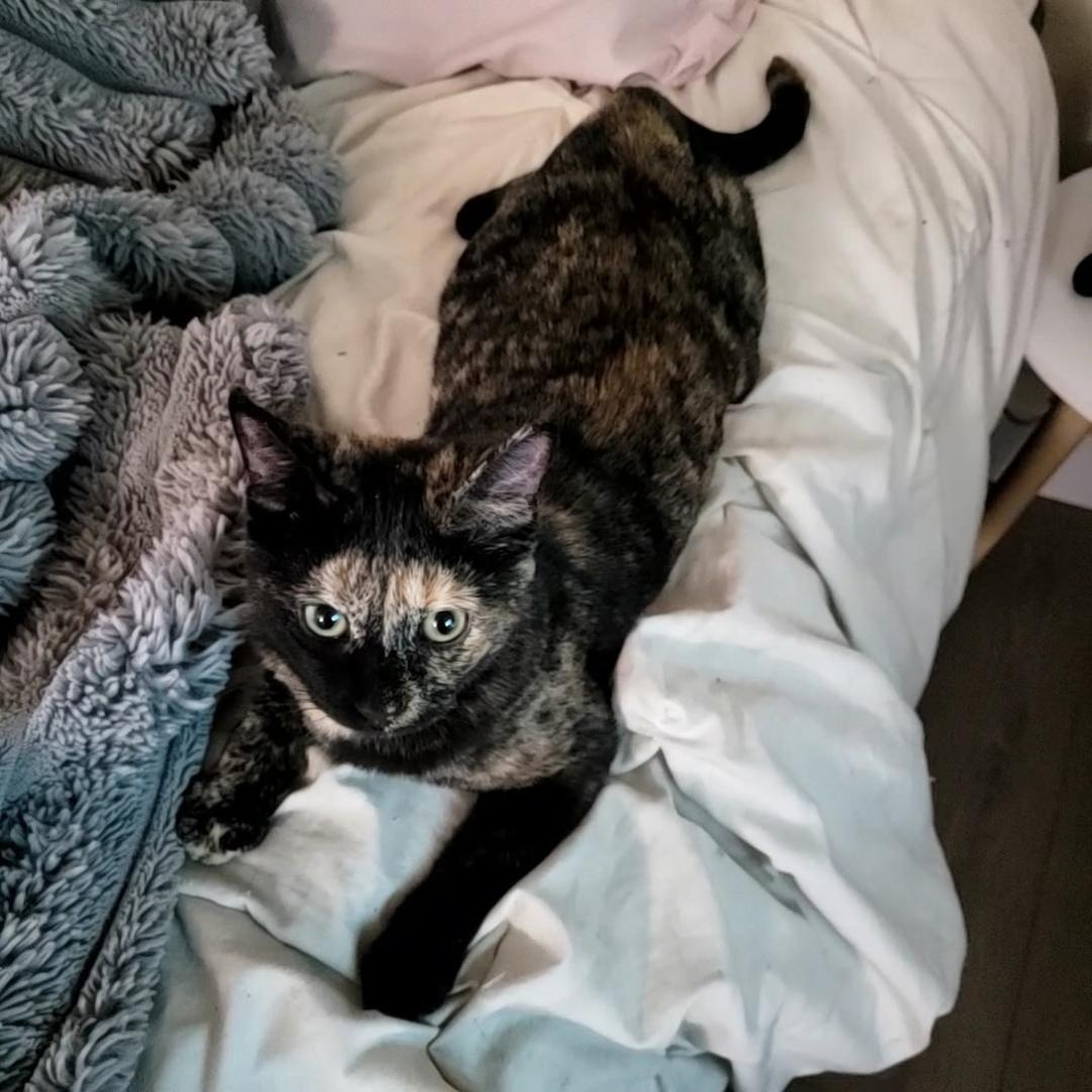 Turtle - Courtesy Listing, a Adoptable Domestic Short Hair in Los Alamitos, CA image 2/2