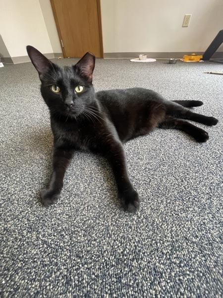 Atlas, Adoptable, Adult Male Domestic Short Hair.