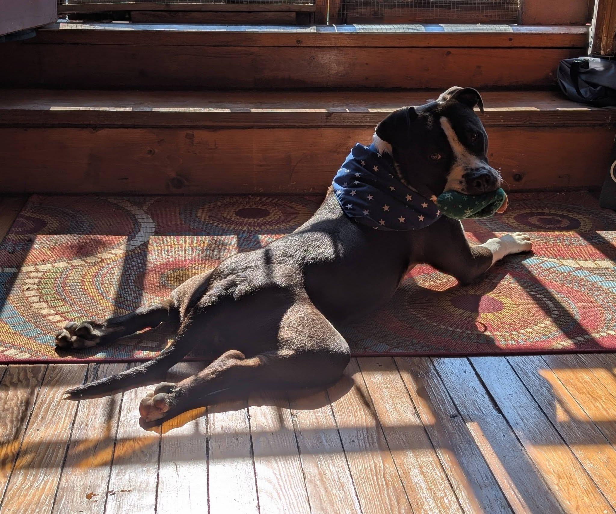 Enlarge Smitty, an adoptable mixed breed in Cleveland, OH image 6/6