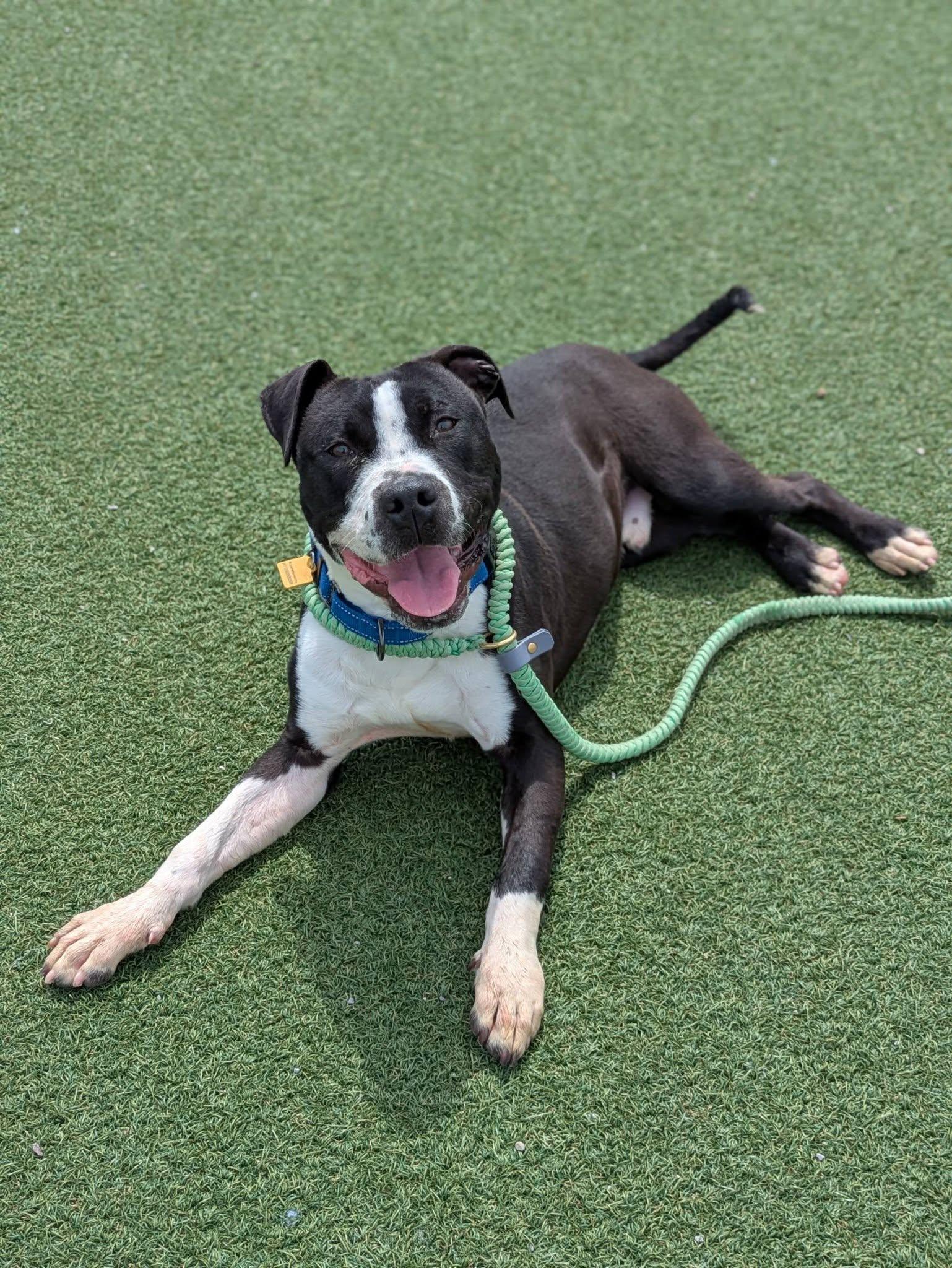 Enlarge Smitty, an adoptable mixed breed in Cleveland, OH image 1/6