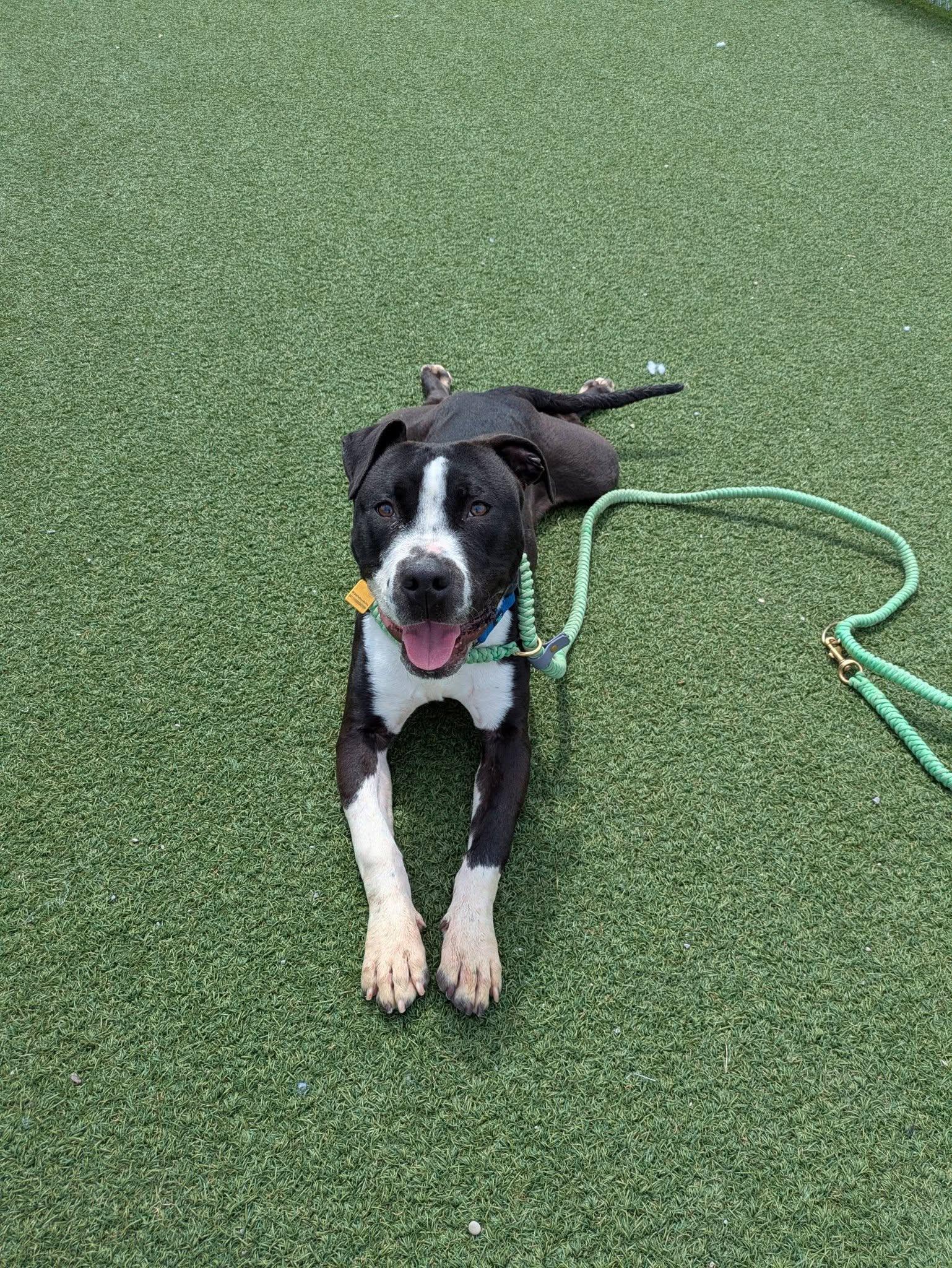 Enlarge Smitty, an adoptable mixed breed in Cleveland, OH image 4/6